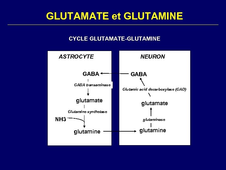GLUTAMATE et GLUTAMINE CYCLE GLUTAMATE-GLUTAMINE ASTROCYTE GABA NEURON GABA transaminase Glutamic acid decarboxylase (GAD)