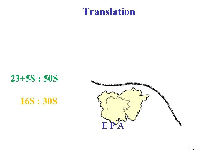 Translation 23+5 S : 50 S 16 S : 30 S E P A