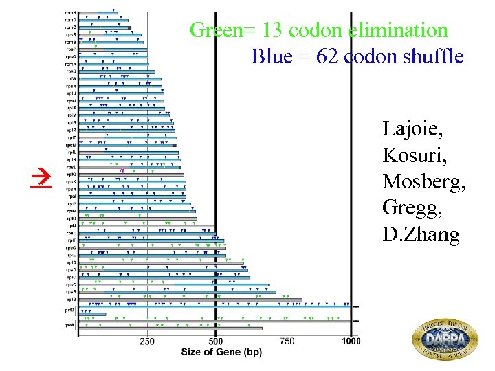 Green= 13 codon elimination Blue = 62 codon shuffle Lajoie, Kosuri, Mosberg, Gregg, D.