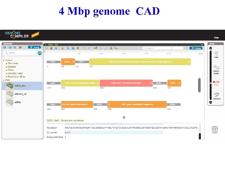 4 Mbp genome CAD 