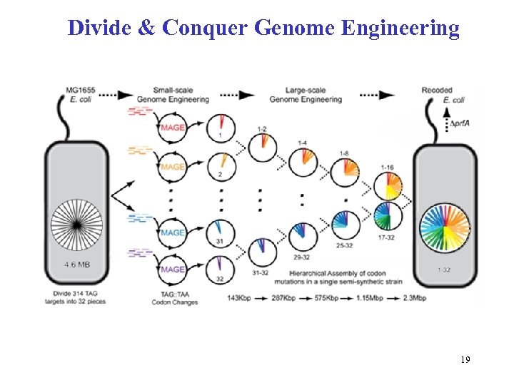 Divide & Conquer Genome Engineering 19 