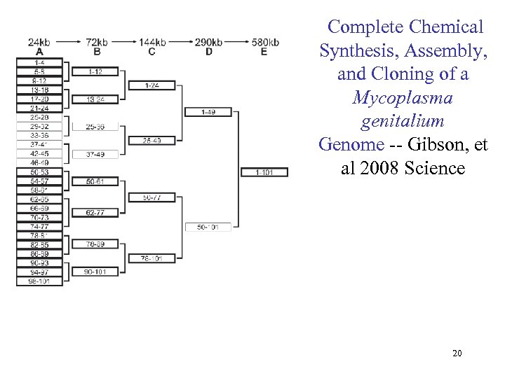  Complete Chemical Synthesis, Assembly, and Cloning of a Mycoplasma genitalium Genome -- Gibson,