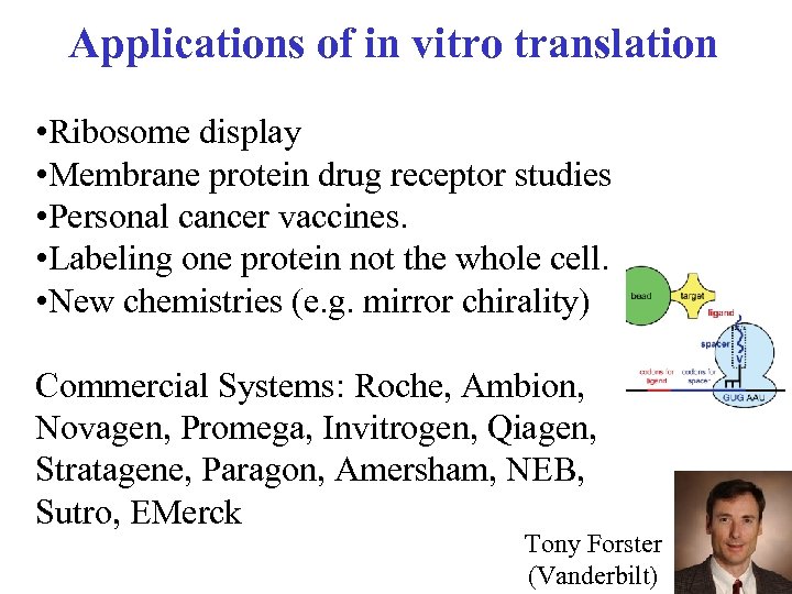 Applications of in vitro translation • Ribosome display • Membrane protein drug receptor studies