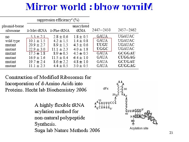 Mirror world : Construction of Modified Ribosomes for Incorporation of d-Amino Acids into Proteins.