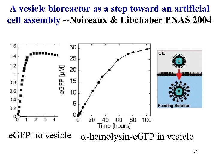 A vesicle bioreactor as a step toward an artificial cell assembly --Noireaux & Libchaber