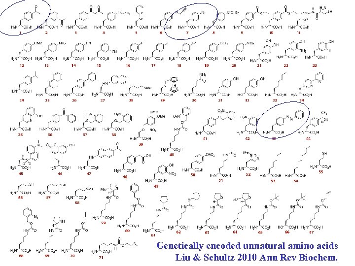 Genetically encoded unnatural amino acids Liu & Schultz 2010 Ann Rev Biochem. 