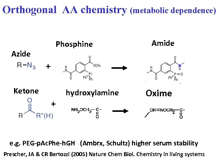 Orthogonal AA chemistry (metabolic dependence) Phosphine Azide Amide + Ketone + hydroxylamine Oxime e.