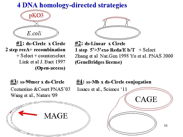 4 DNA homology-directed strategies p. KO 3 E. coli #1: ds-Circle x Circle 2