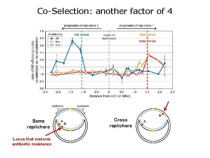 Co-Selection: another factor of 4 Same replichore Locus that restores antibiotic resistance Cross replichore