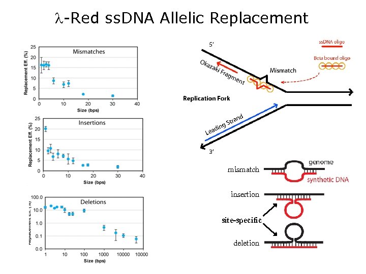  -Red ss. DNA Allelic Replacement mismatch insertion site-specific deletion 