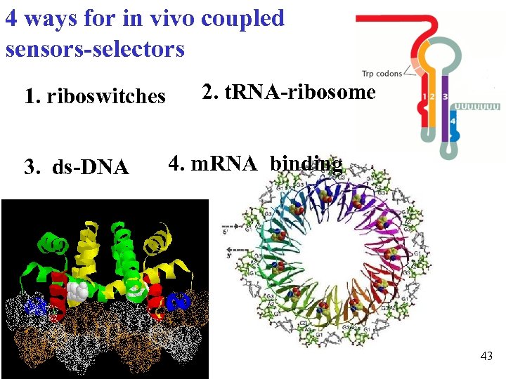 4 ways for in vivo coupled sensors-selectors 1. riboswitches 3. ds-DNA 2. t. RNA-ribosome