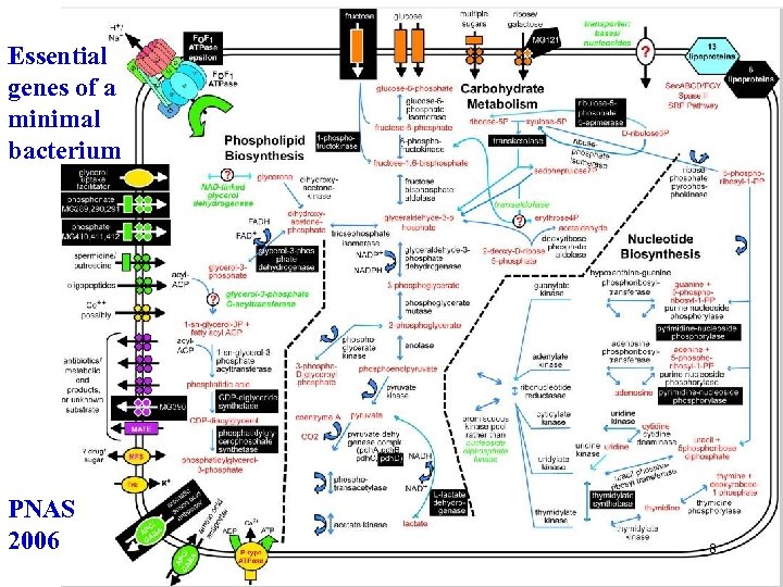 Essential genes of a minimal bacterium PNAS 2006 8 