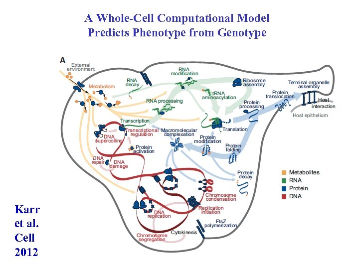 A Whole-Cell Computational Model Predicts Phenotype from Genotype Karr et al. Cell 2012 9