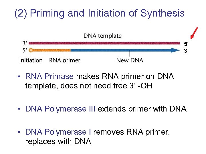 (2) Priming and Initiation of Synthesis 5’ 3’ • RNA Primase makes RNA primer