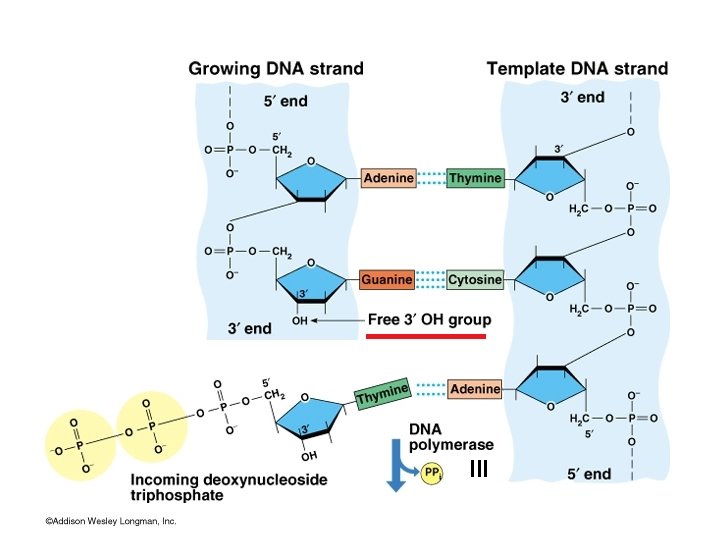 Directionality of DNA synthesis III 