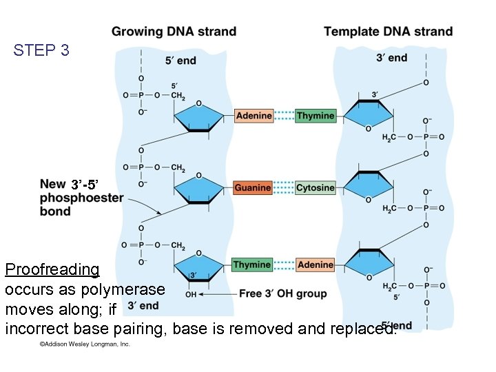 STEP 3 3’-5’ Proofreading occurs as polymerase moves along; if incorrect base pairing, base