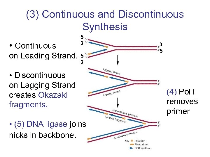 (3) Continuous and Discontinuous Synthesis • Continuous 5 3 on Leading Strand. 5 3