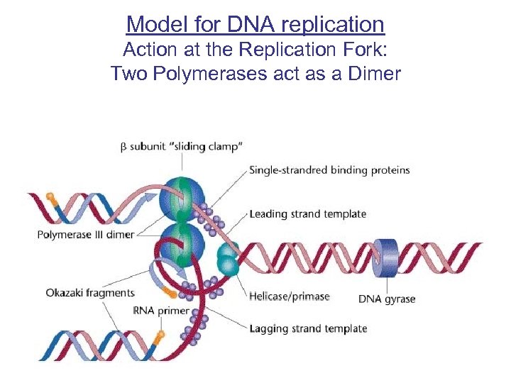 Model for DNA replication Action at the Replication Fork: Two Polymerases act as a