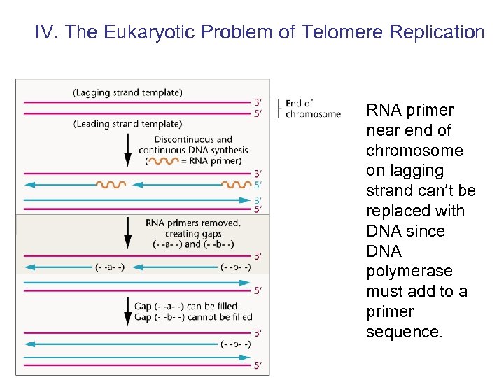 IV. The Eukaryotic Problem of Telomere Replication RNA primer near end of chromosome on