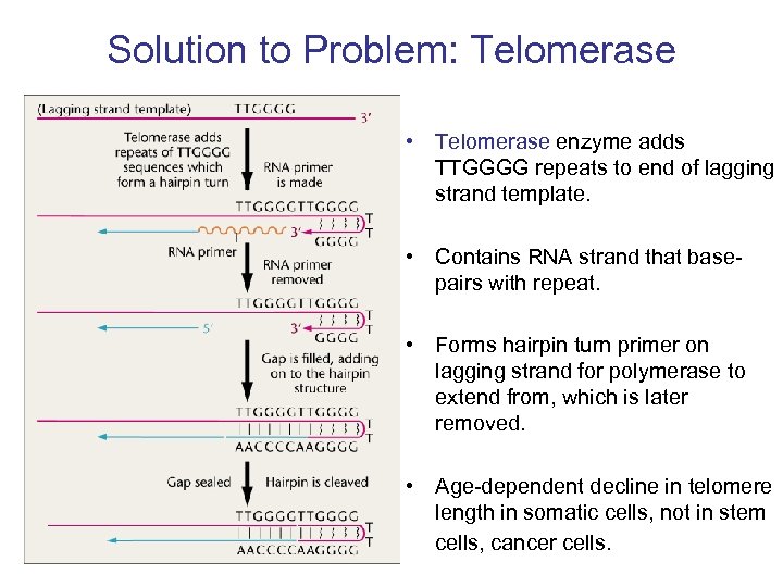 Solution to Problem: Telomerase • Telomerase enzyme adds TTGGGG repeats to end of lagging