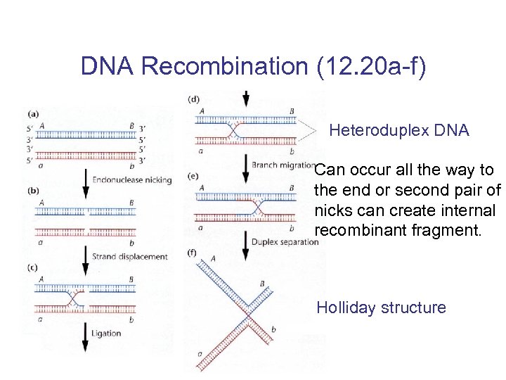 DNA Recombination (12. 20 a-f) Heteroduplex DNA Can occur all the way to the