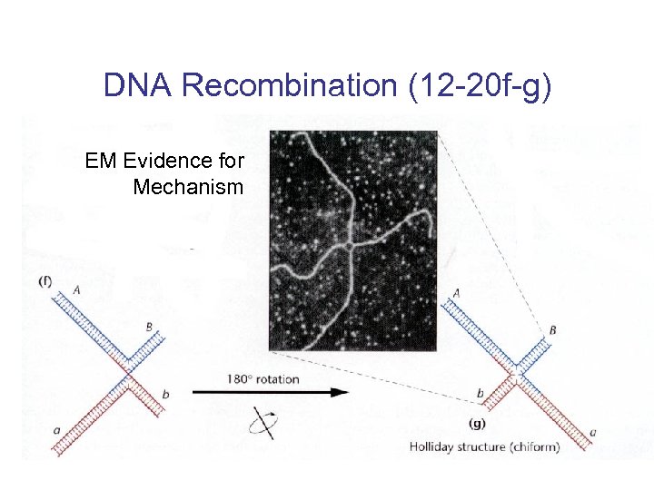 DNA Recombination (12 -20 f-g) EM Evidence for Mechanism 