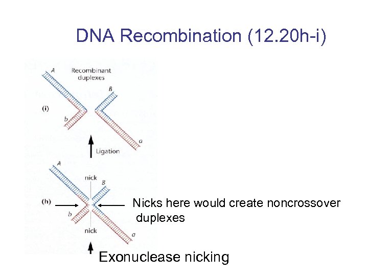 DNA Recombination (12. 20 h-i) Nicks here would create noncrossover duplexes Exonuclease nicking 