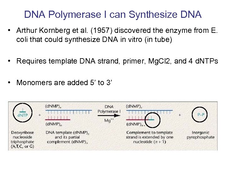 DNA Polymerase I can Synthesize DNA • Arthur Kornberg et al. (1957) discovered the