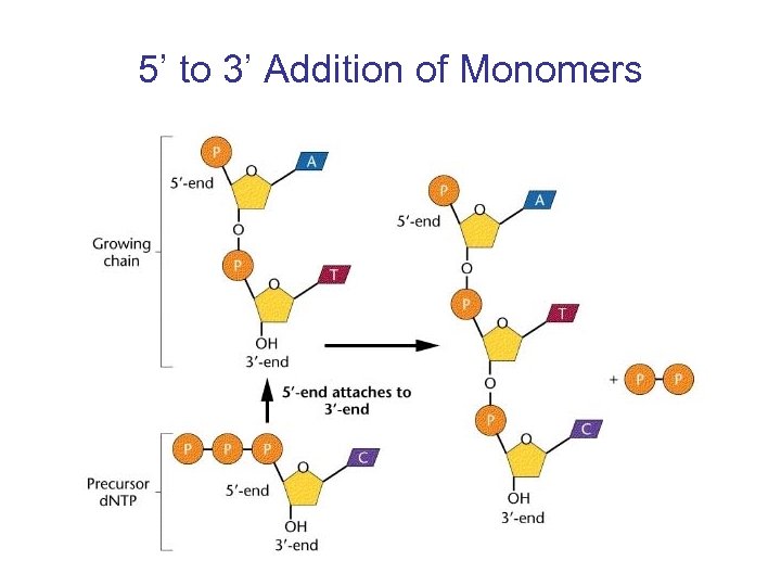 5’ to 3’ Addition of Monomers 