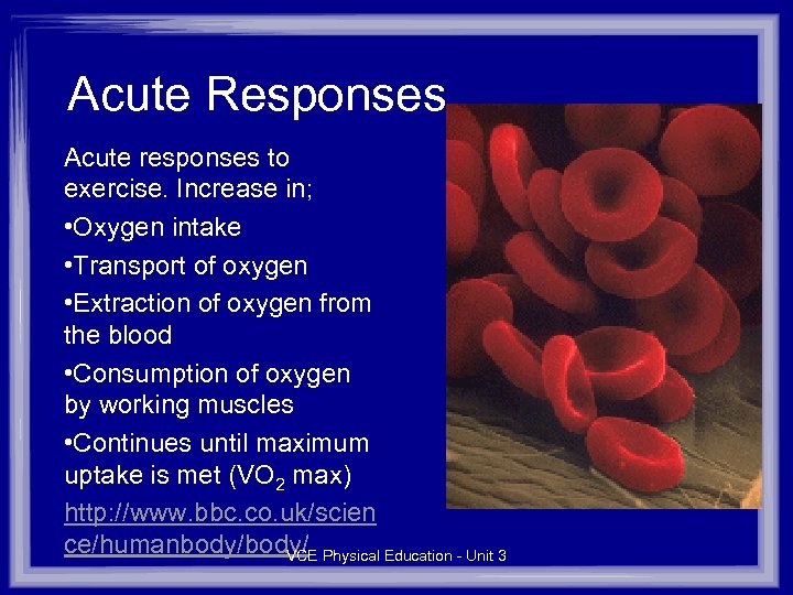 Acute Responses Acute responses to exercise. Increase in; • Oxygen intake • Transport of