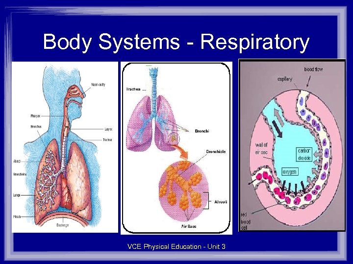 Body Systems - Respiratory VCE Physical Education - Unit 3 