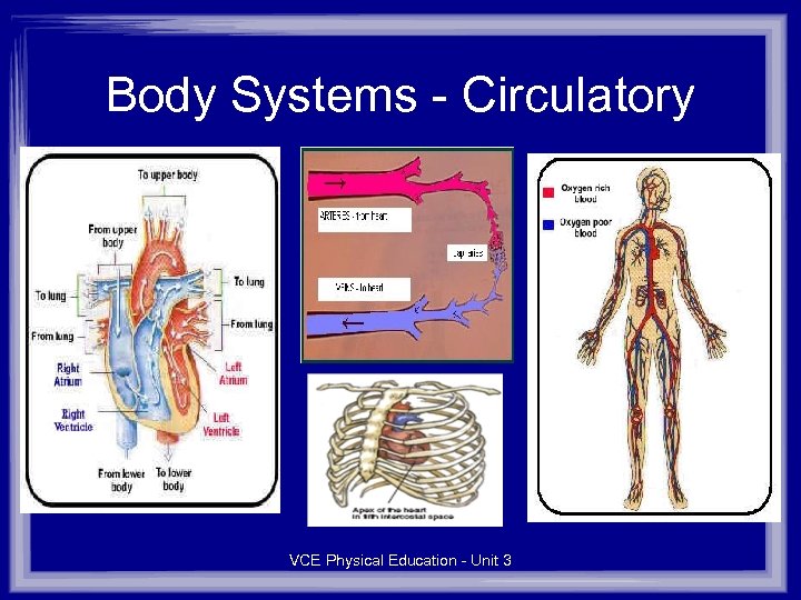 Body Systems - Circulatory VCE Physical Education - Unit 3 
