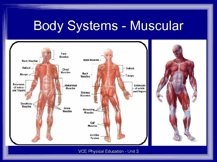 Body Systems - Muscular VCE Physical Education - Unit 3 