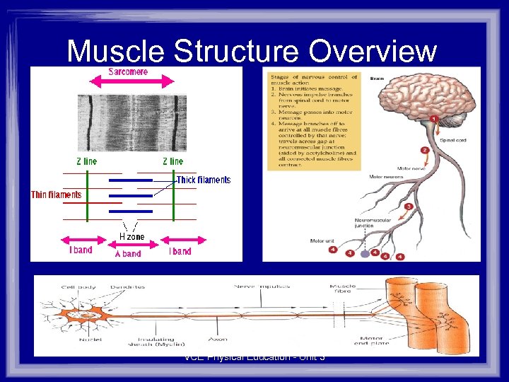 Muscle Structure Overview VCE Physical Education - Unit 3 