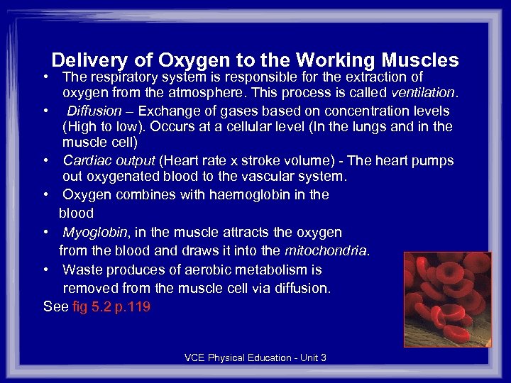 Delivery of Oxygen to the Working Muscles • The respiratory system is responsible for