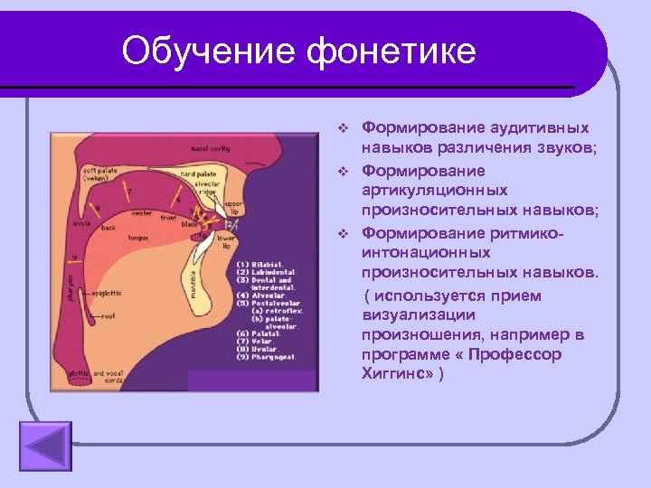 Обучение фонетике Формирование аудитивных навыков различения звуков; v Формирование артикуляционных произносительных навыков; v Формирование