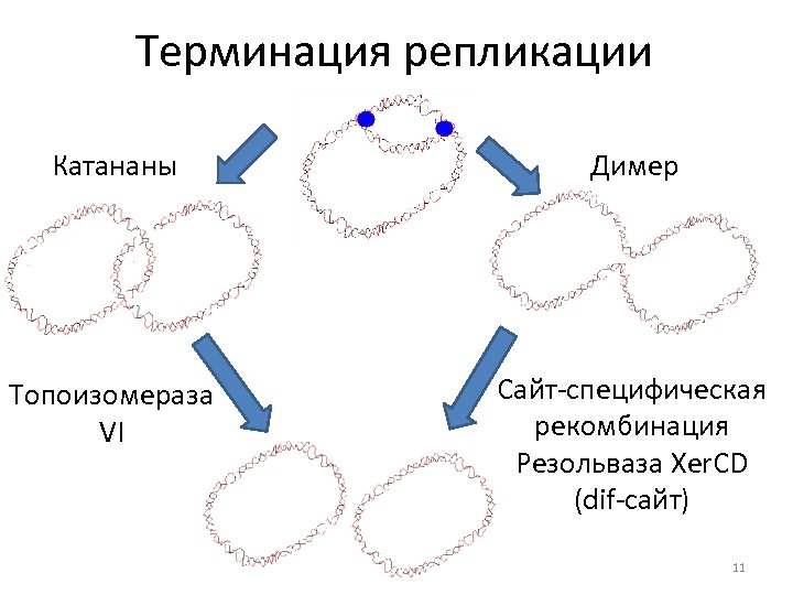 Терминация репликации Катананы Димер Топоизомераза VI Сайт-специфическая рекомбинация Резольваза Xer. CD (dif-сайт) 11 