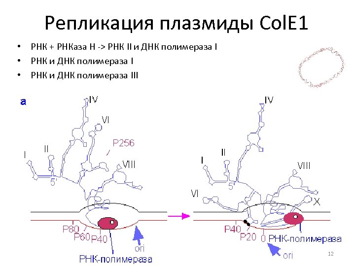 Репликация плазмиды Col. E 1 • РНК + РНКаза Н -> РНК II и