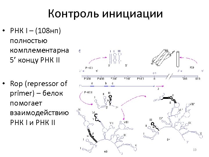 Контроль инициации • РНК I – (108 нп) полностью комплементарна 5’ концу РНК II