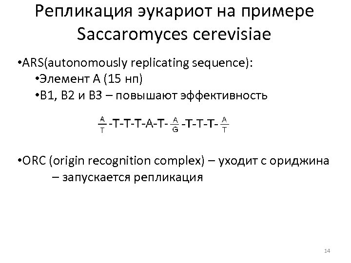 Репликация эукариот на примере Saccaromyces cerevisiae • ARS(autonomously replicating sequence): • Элемент А (15