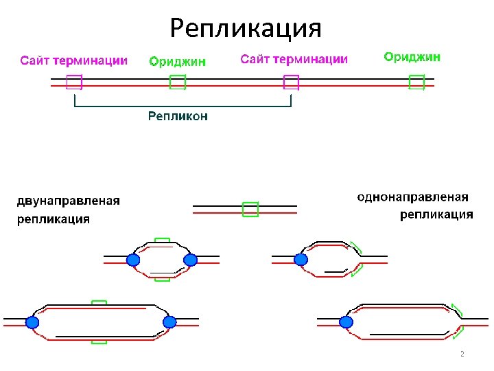 Репликация 2 