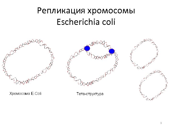 Репликация хромосомы Escherichia coli 3 