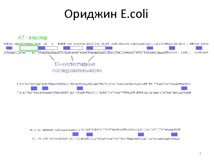 Ориджин E. coli 5 