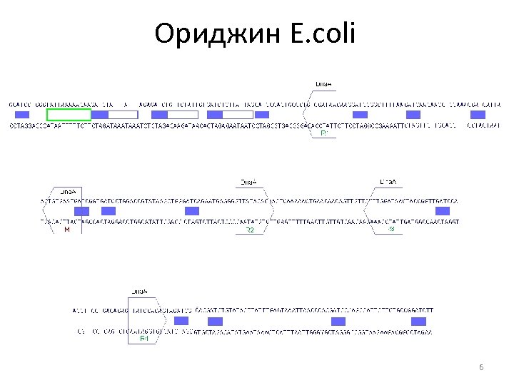 Ориджин E. coli 6 