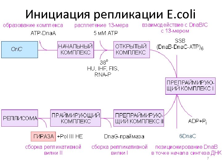 Инициация репликации E. coli 7 