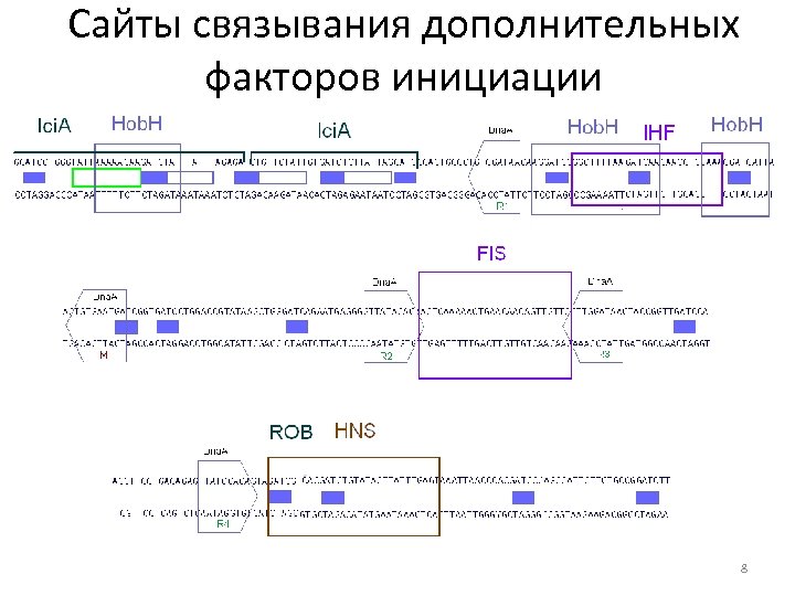 Сайты связывания дополнительных факторов инициации 8 
