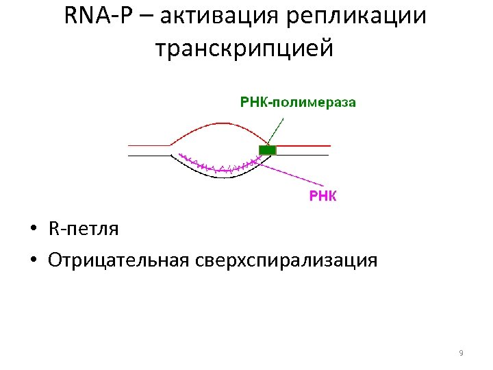 RNA-P – активация репликации транскрипцией • R-петля • Отрицательная сверхспирализация 9 