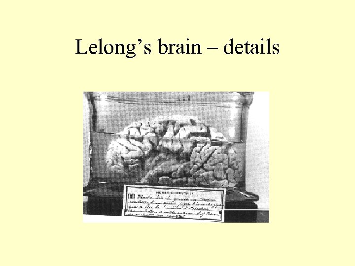 Lelong’s brain – details 