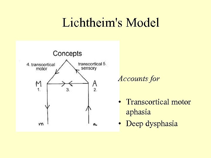 Lichtheim's Model Accounts for • Transcortical motor aphasia • Deep dysphasia 