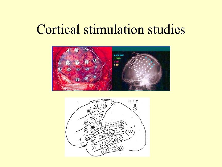 Cortical stimulation studies 